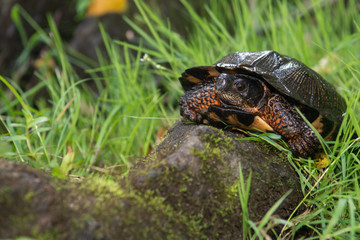 Fototapeta premium Wood Turtle