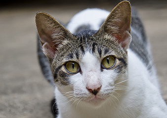 Obraz premium White cat portrait