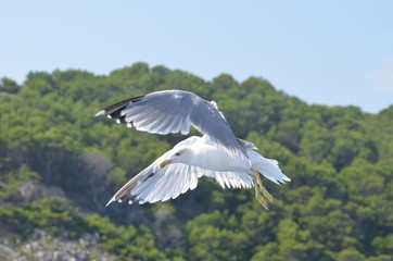 flying gull