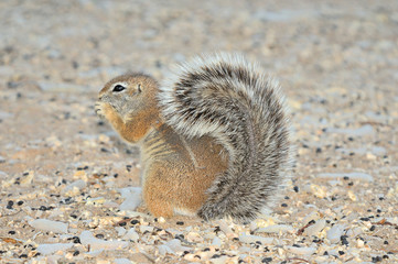 Cape Ground Squirrel