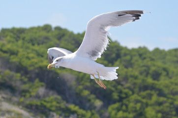 flying gull