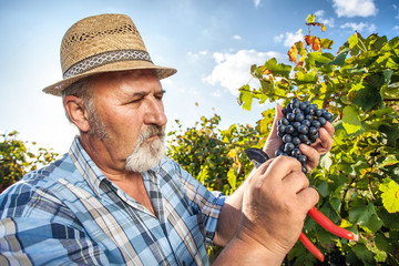 Harvesting Grapes in the Vineyard