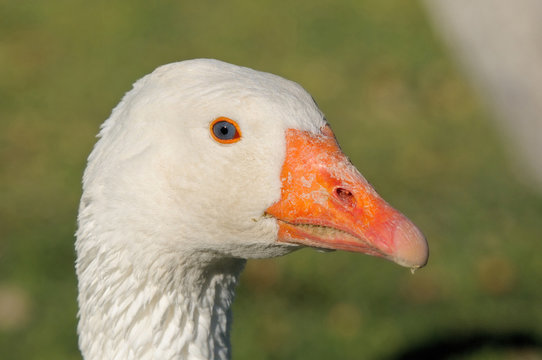 Emden goose