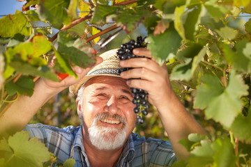 Harvesting Grapes in the Vineyard