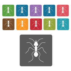 Ant icon. Insect icon set. Rectangle colourful 12 buttons. Vecto