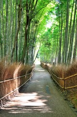 Fototapeta premium 嵯峨野 竹林の道