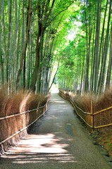 嵯峨野　竹林の道