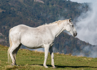 cheval gris