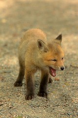 Red Fox Kit