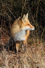 Red Fox (vulpes)