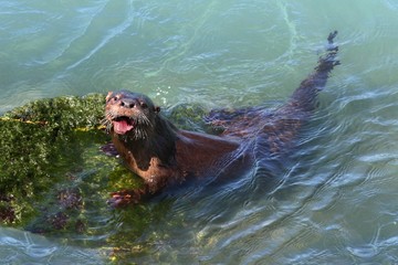 River Otter (Lontra canadensis)