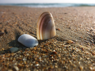 Fototapeta na wymiar Shore of the sea and stones with sand and shell