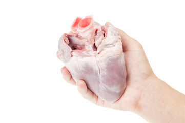 Pig heart on hand isolated with clipping path.