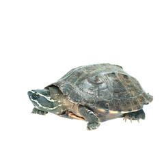 Turtle on white background