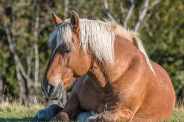 repos du cheval