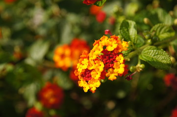 lantana camara rouge et jaune