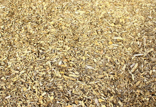 copeaux de bois de peuplier,pour paillage