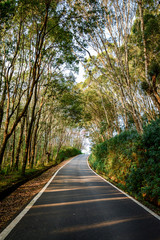 Obraz premium Road among the forest