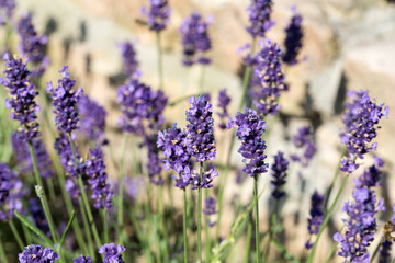 Gardens with the flourishing lavender