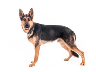 Shepherd on a white background