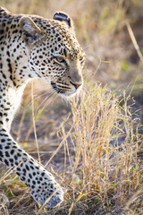 Close up of leopard in Serengeti
