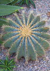 Cactaceae