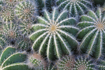 Cactaceae