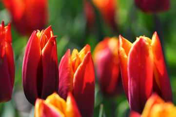 Tulpen. Rote Flamme