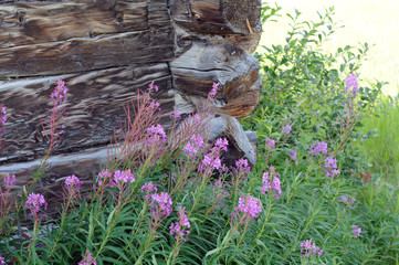 Old Building with Wildflowers