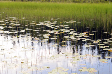 Pond Flora