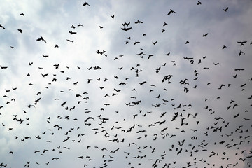 large flock of crows