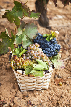 Pa&ntilde;il con variedad de uvas