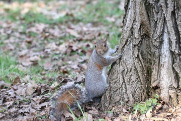 a nice example of a squirrel taken in its natural environment 