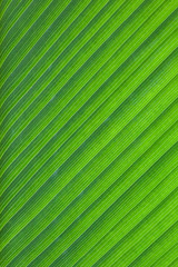 close-up of fresh green leaf as background.