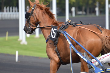 Obraz premium trotteur