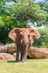 Fototapeta na wymiar Male african elephant at the Miami MetroZoo