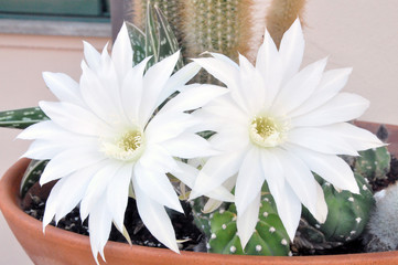 Fiori di cactus