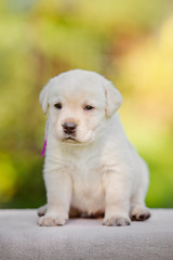 labrador puppy