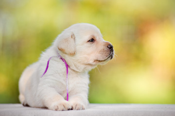 labrador puppy outdoors