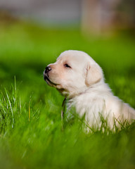 labrador puppy portrait