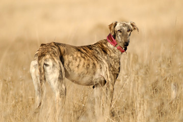 El  perro galgo corredor