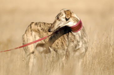 Obraz premium El galgo