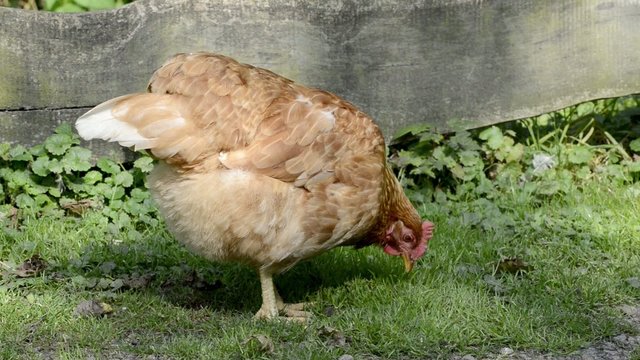 Huhn pickt