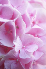 Розовая гортензия