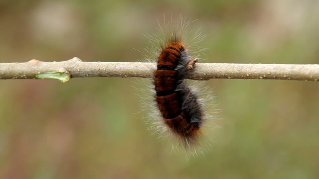 Big hairy caterpillar on the branch