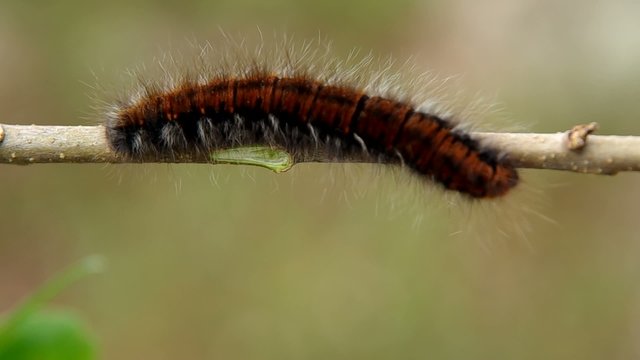 Big hairy caterpillar on the branch