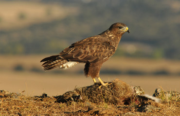 Ratonero con liebre