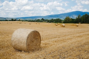 Fototapeta premium Agriculture