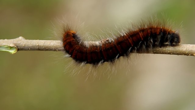 Big hairy caterpillar on the branch