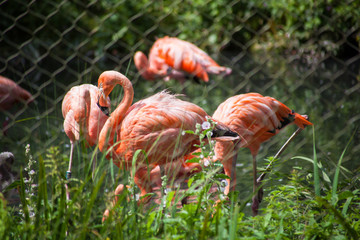 Flamant Rose